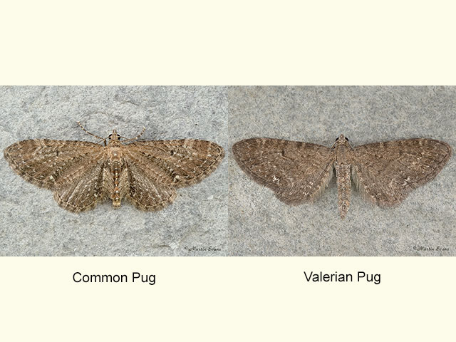  70.183 Common Pug and Valerian Pug Copyright Martin Evans 