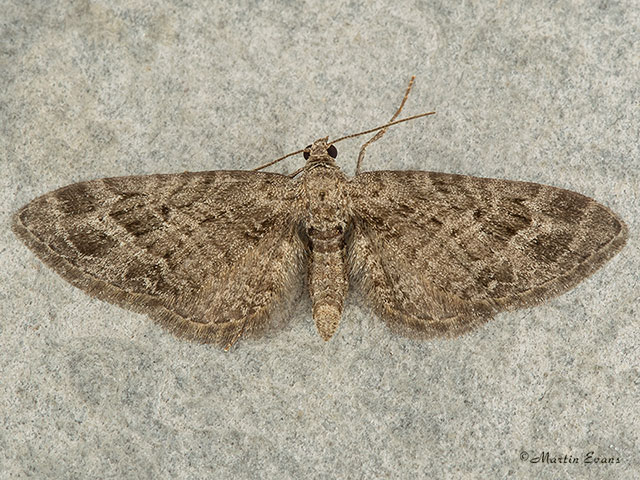  70.184 Mottled Pug Copyright Martin Evans 