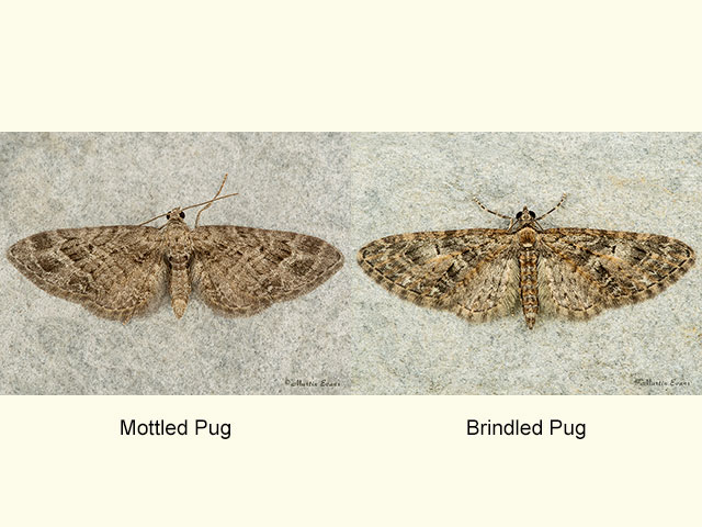  70.184 Mottled Pug and Brindled Pug Copyright Martin Evans 
