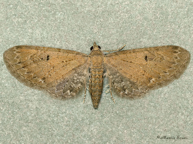  70.185 Campanula Pug Copyright Martin Evans 