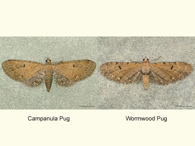  70.185 Campanula Pug and Wormwood Pug Copyright Martin Evans 