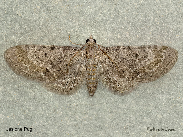  70.185 Jasione Pug Copyright Martin Evans 