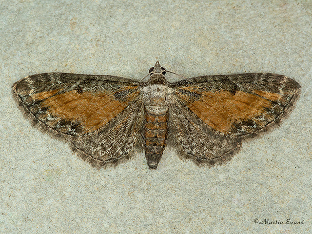  70.187 Tawny-speckled Pug Copyright Martin Evans 