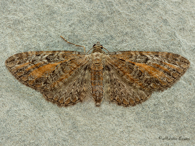  70.187 Tawny-speckled Pug - northern form Copyright Martin Evans 