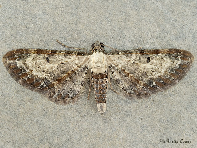  70.188 Bordered Pug Copyright Martin Evans 