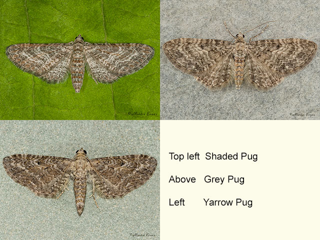  70.189 Shaded Pug, Grey Pug and Yarrow Pug Copyright Martin Evans 