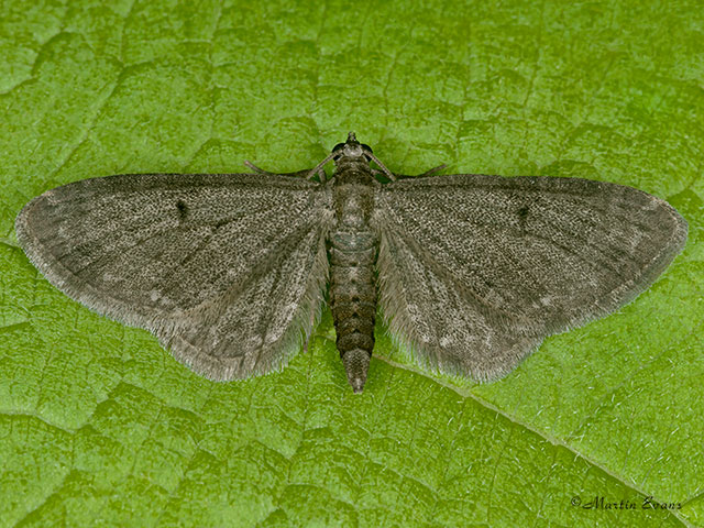  70.190 Grey Pug Copyright Martin Evans 