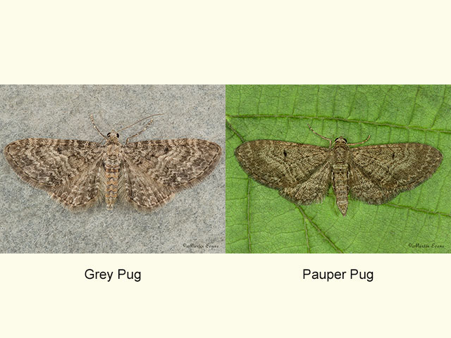  70.190 Grey Pug and Pauper Pug Copyright Martin Evans 