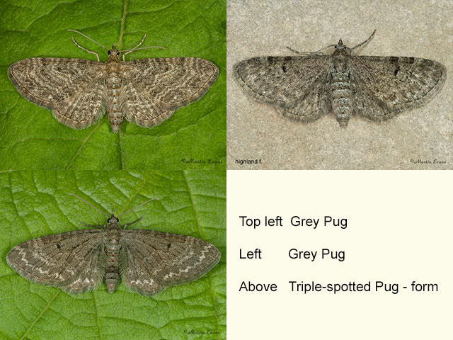  70.190 Grey Pug and Triple-spotted Pug Highland form Copyright Martin Evans 