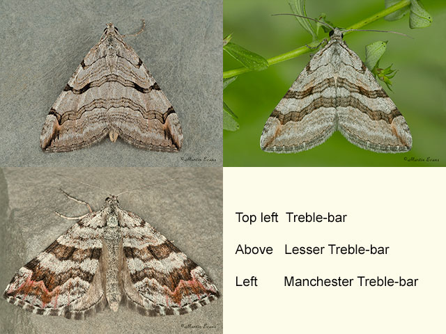  70.192 Treble-bar, Lesser Treble-bar and Manchester Treble-bar Copyright Martin Evans 