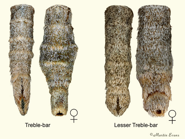  70.192 Treble-bar and Lesser Treble-bar_abdomens Copyright Martin Evans 