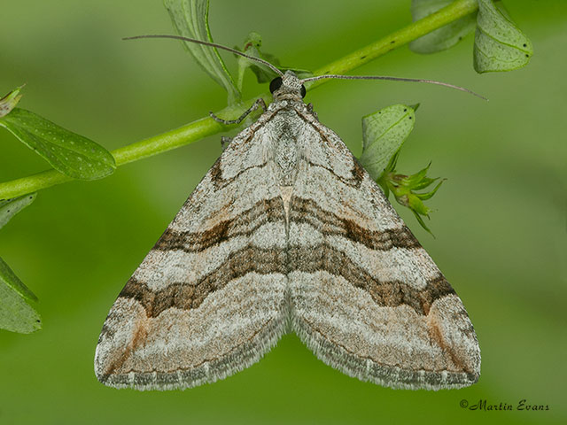  70.193 Lesser Treble-bar Copyright Martin Evans 