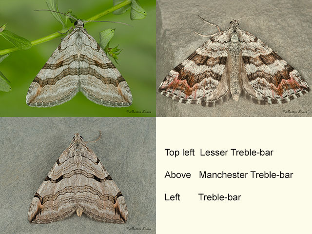  70.193 Lesser Treble-bar, Manchester Treble-bar and Treble-bar Copyright Martin Evans 