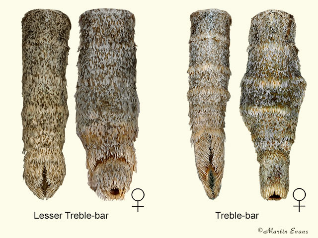  70.193 Lesser Treble-bar and Treble-bar_abdomens Copyright Martin Evans 