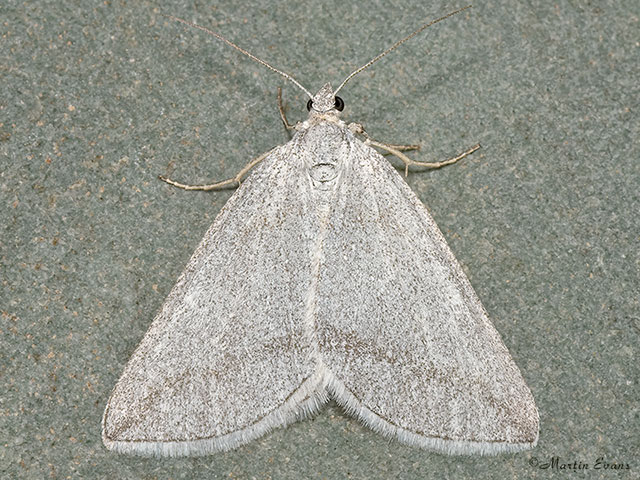  70.197 Grey Carpet Copyright Martin Evans 