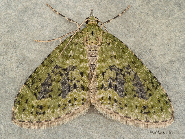  70.200 Yellow-barred Brindle Copyright Martin Evans 