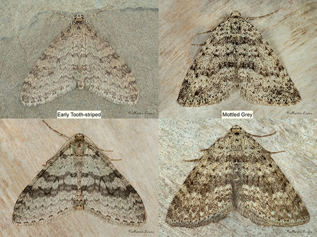  70.202 Early Tooth-striped and Mottled Grey Copyright Martin Evans 