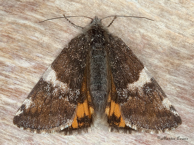  70.203 Orange Underwing female Copyright Martin Evans 