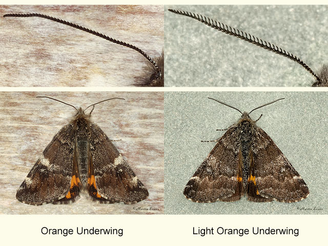  70.203 Orange Underwing and Light Orange Underwing Copyright Martin Evans 