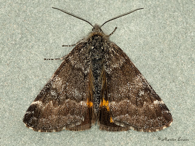  70.204 Light Orange Underwing Copyright Martin Evans 