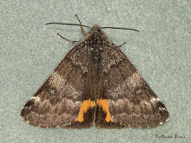  70.204 Light Orange Underwing Copyright Martin Evans 