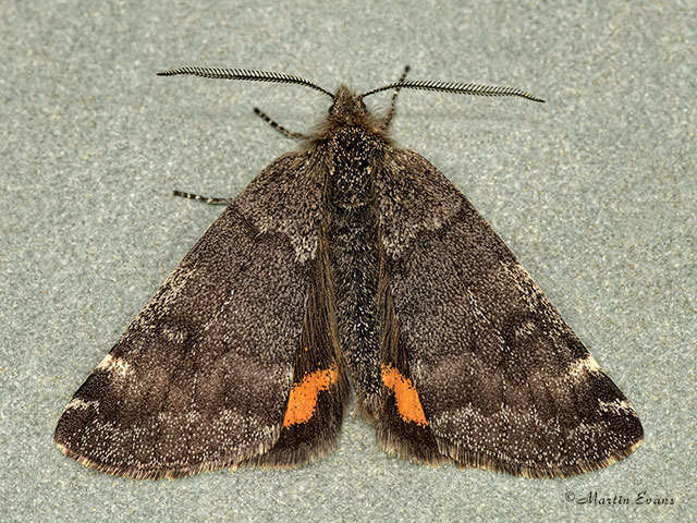  70.204 Light Orange Underwing Copyright Martin Evans 