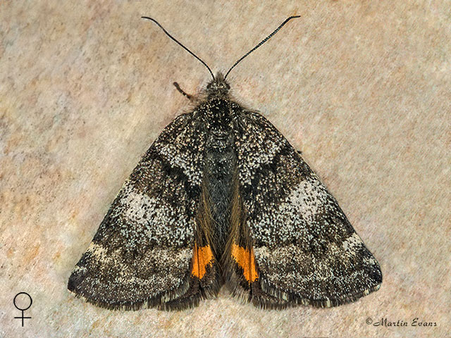  70.204 Light Orange Underwing female Copyright Martin Evans 