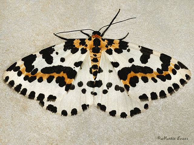  70.205 Magpie Moth Copyright Martin Evans 
