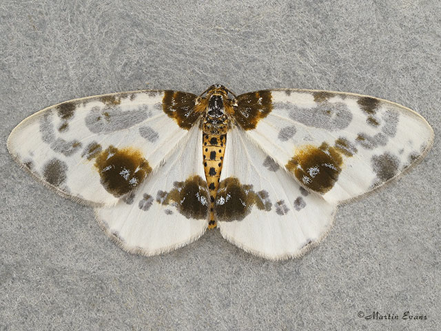  70.206 Clouded Magpie Copyright Martin Evans 