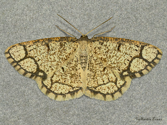  70.209 Ringed Border Copyright Martin Evans