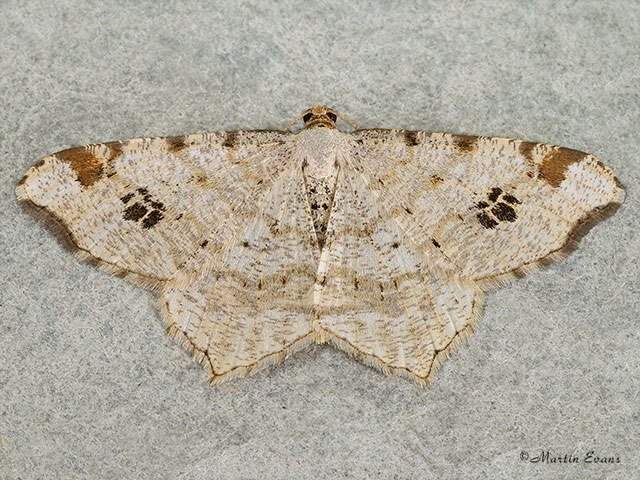 70.211 Peacock Moth Copyright Martin Evans 