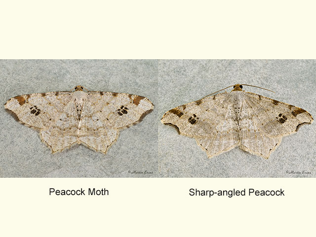  70.211 Peacock Moth and Sharp-angled Peacock Copyright Martin Evans 