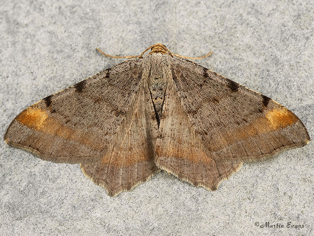  70.214 Tawny-barred Angle Copyright Martin Evans 