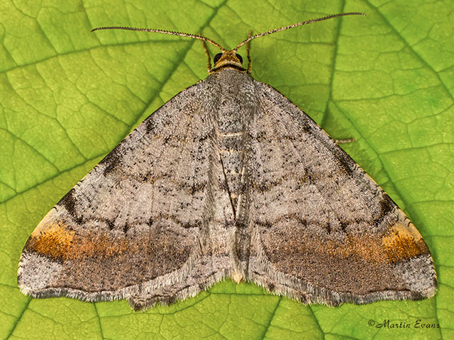  70.214 Tawny-barred Angle Copyright Martin Evans 