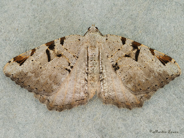  70.215 V-Moth Copyright Martin Evans 