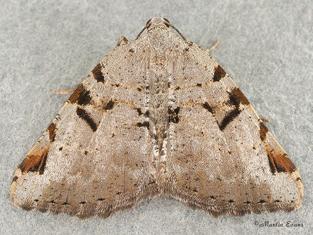  70.215 V-Moth Copyright Martin Evans 