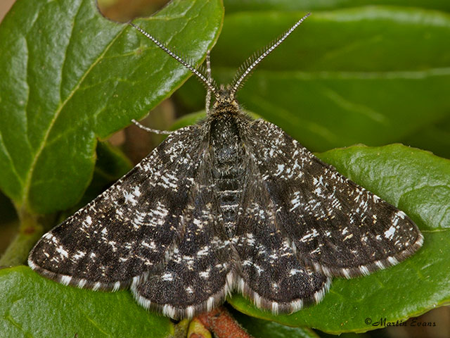  70.216 Netted Mountain Moth Copyright Martin Evans 