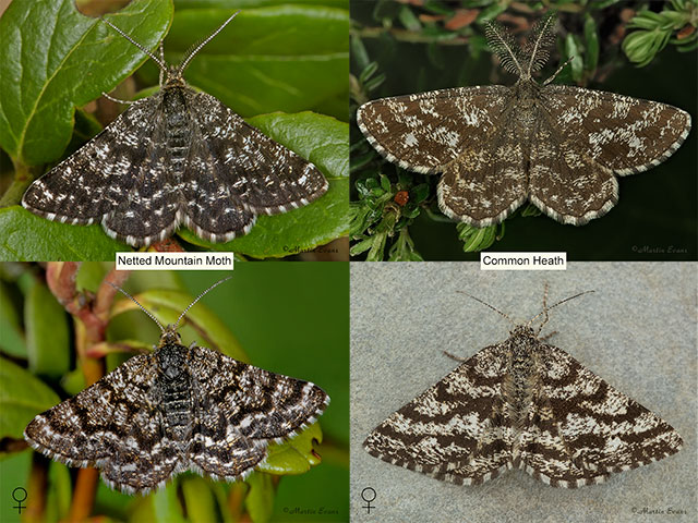  70.216 Netted Mountain Moth and Common Heath Copyright Martin Evans 