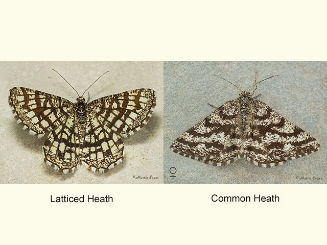  70.218 Latticed Heath and Common Heath Copyright Martin Evans 