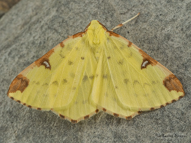  70.226 Brimstone Copyright Martin Evans 