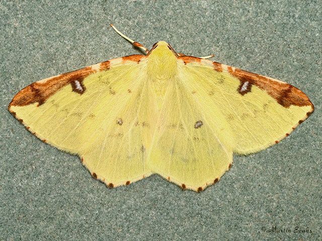  70.226 Brimstone Copyright Martin Evans 
