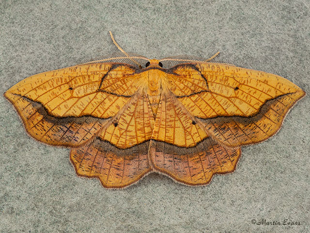  70.227 Bordered Beauty Copyright Martin Evans 