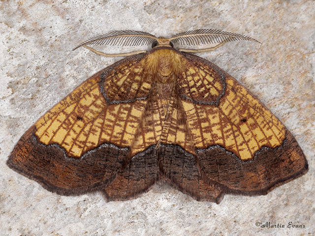  70.228 Dark Bordered Beauty Copyright Martin Evans 