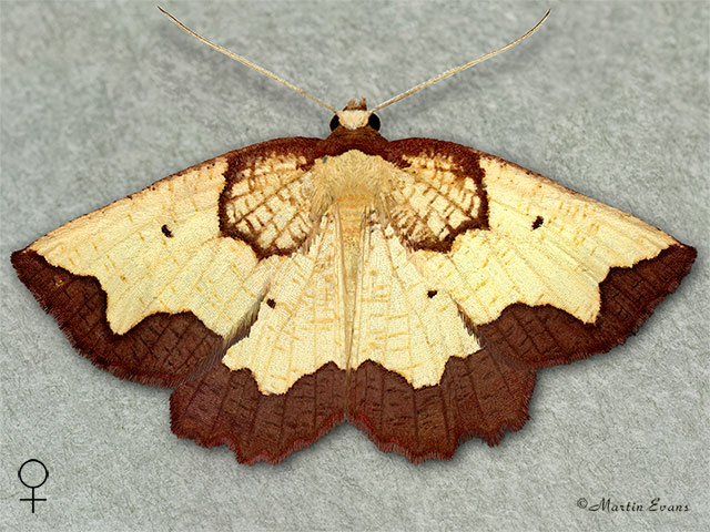  70.228 Dark Bordered Beauty female Copyright Martin Evans 