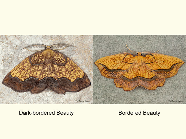  70.228 Dark Bordered Beauty and Bordered Beauty Copyright Martin Evans 