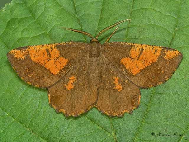  70.230 Orange Moth form Copyright Martin Evans 
