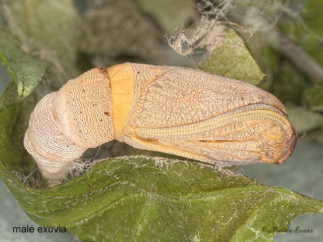  70.232 Large Thorn male exuvia Copyright Martin Evans