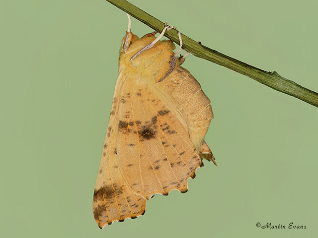  70.232 Large Thorn Copyright Martin Evans