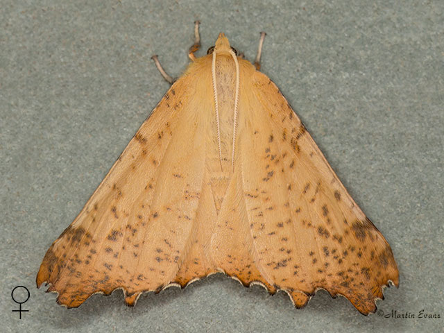  70.232 Large Thorn female Copyright Martin Evans
