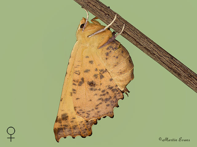  70.232 Large Thorn female Copyright Martin Evans